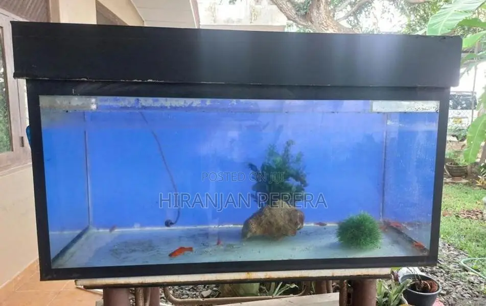 Fish Tank