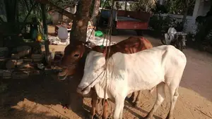 கழுகு வெள்ளை நிற கன்றுகள்