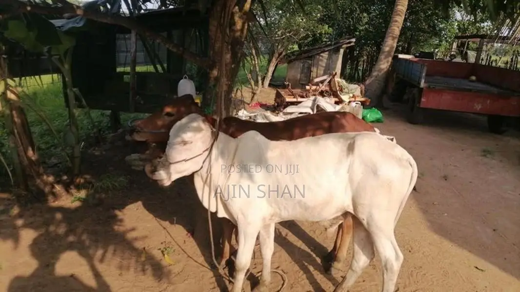 கழுகு வெள்ளை நிற கன்றுகள்