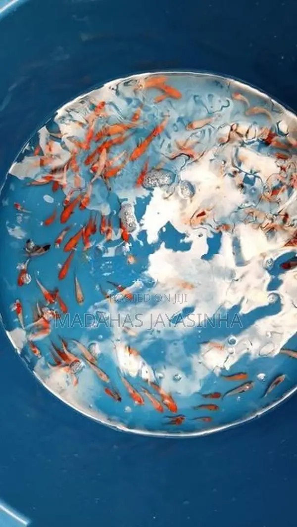Carp Fish