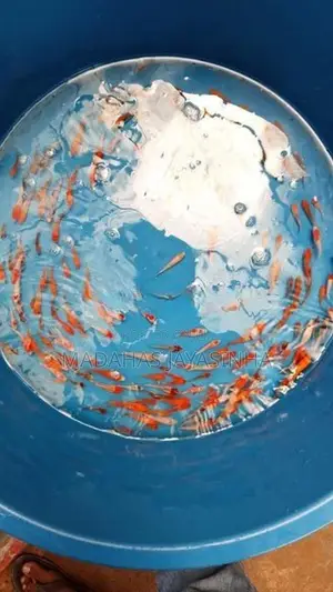 Carp Fish