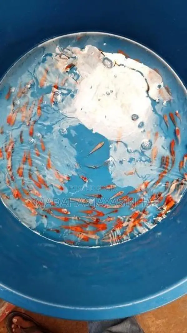 Carp Fish
