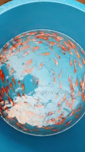 Carp Fish