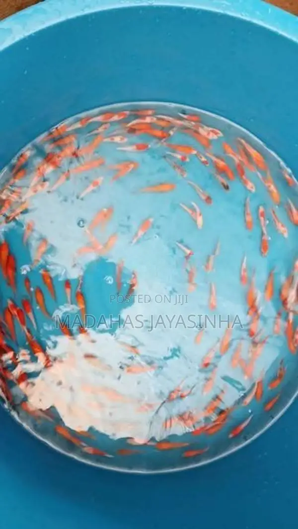Carp Fish