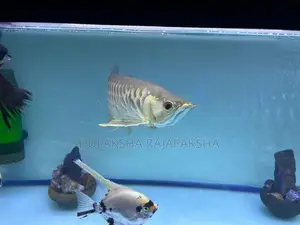 Fish Tank with Fishes