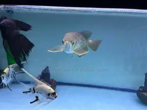Fish Tank with Fishes