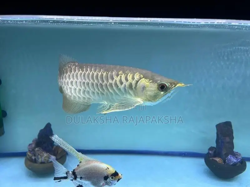 Fish Tank with Fishes