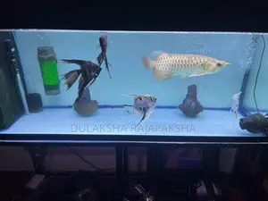 Fish Tank with Fishes