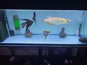 Fish Tank with Fishes