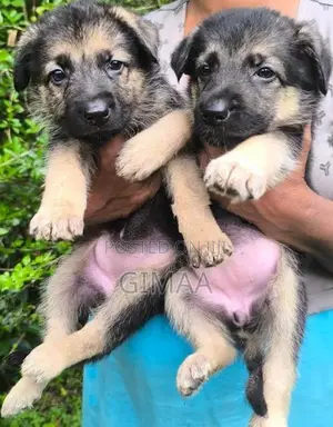 German Shepherd Long Coat