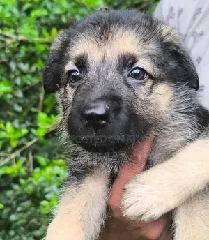 German Shepherd Long Coat