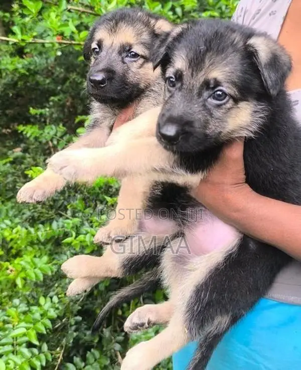 German Shepherd Long Coat
