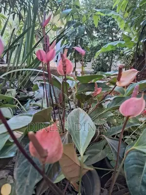 ඇන්තූරියම් පැළ