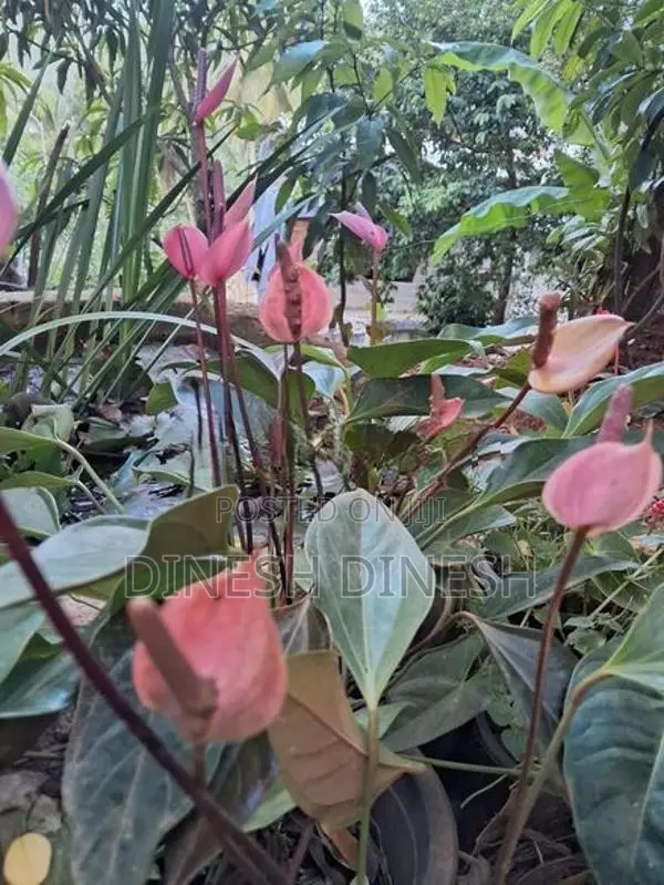 ඇන්තූරියම් පැළ