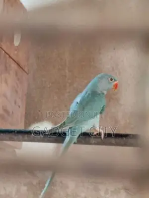 Blue Indian Ringneck Parrot