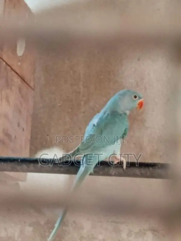 Blue Indian Ringneck Parrot