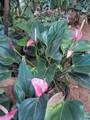 ඇන්තූරියම් පැළ