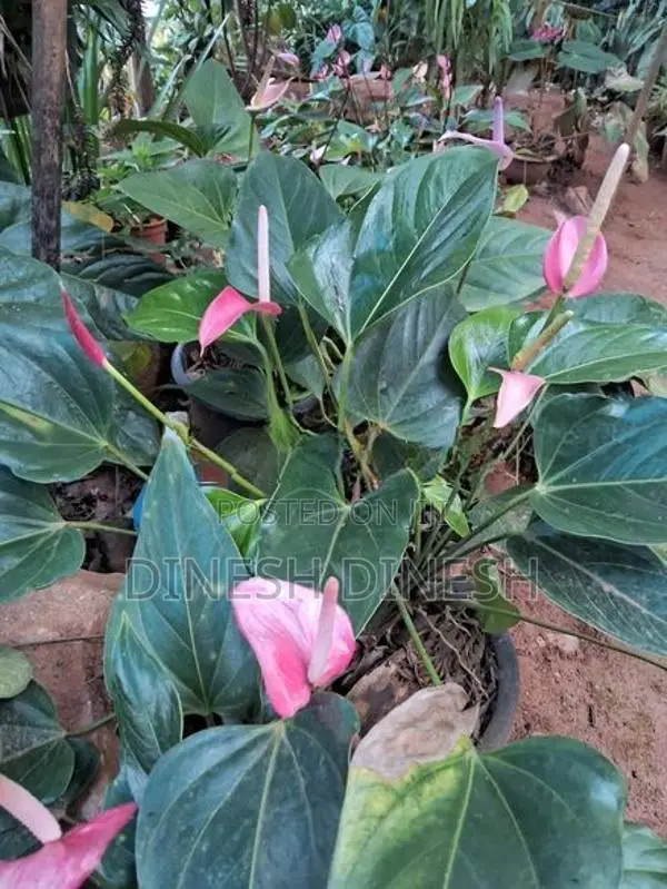 ඇන්තූරියම් පැළ