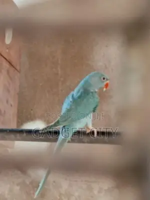 Blue Indian Ringneck Parrot