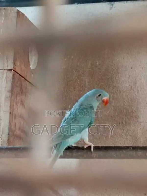 Blue Indian Ringneck Parrot