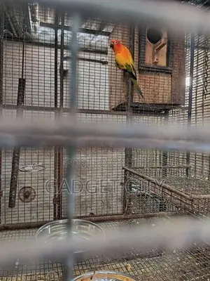 Sun Conure Bird