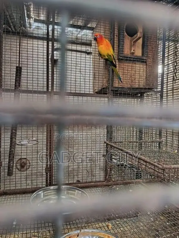 Sun Conure Bird