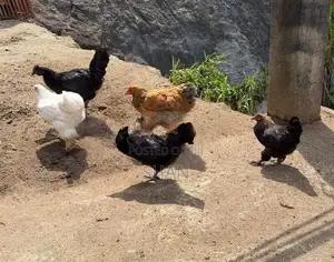 Bantam Chicken
