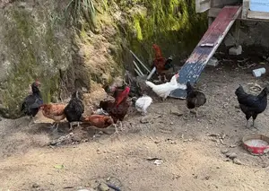 Bantam Chicken