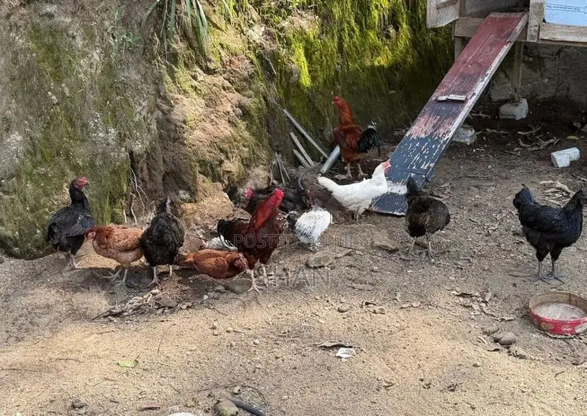 Bantam Chicken