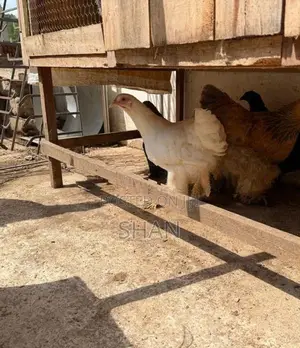 Bantam Chicken