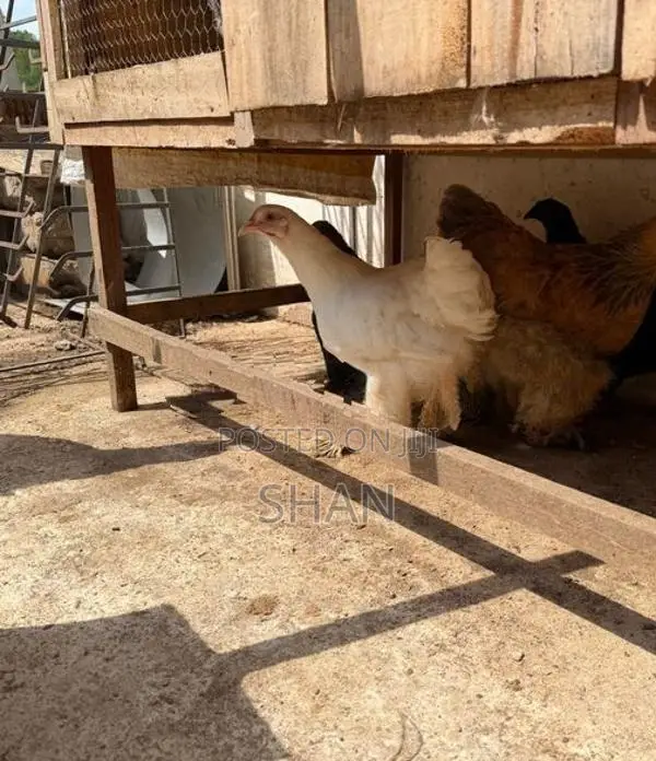 Bantam Chicken