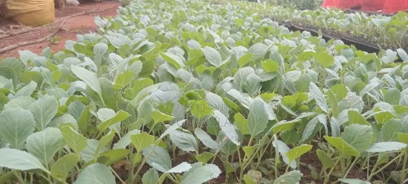 ගෝවා පැළ