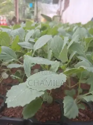 ගෝවා පැළ