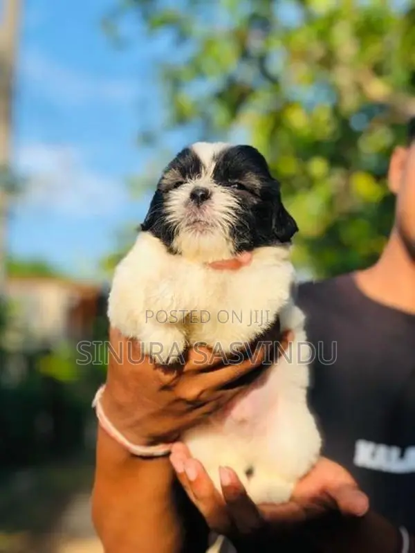Shih Tzu Male Puppy