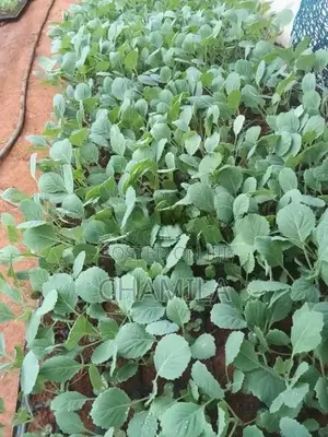 ගෝවා පැළ