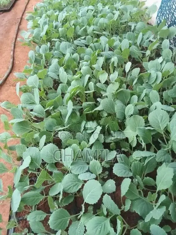 ගෝවා පැළ