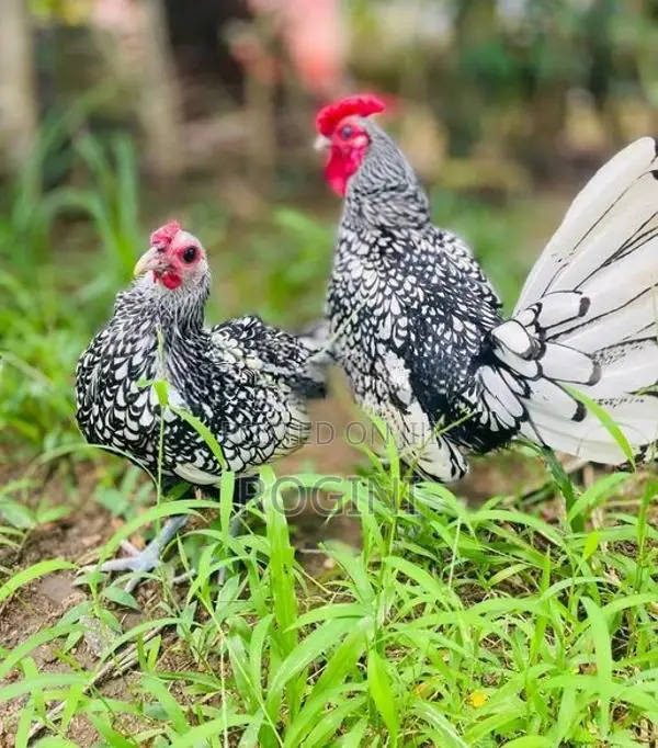 Sebright Chicken