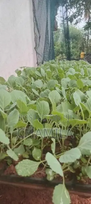 ගෝවා පැළ