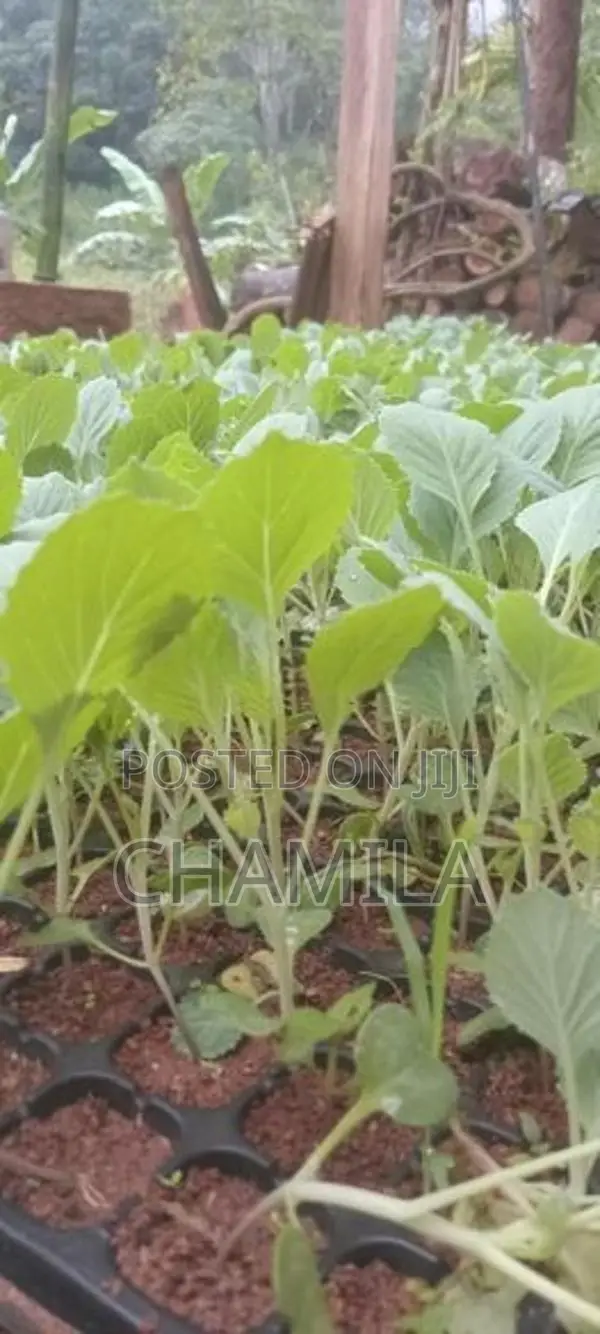 ගෝවා පැළ