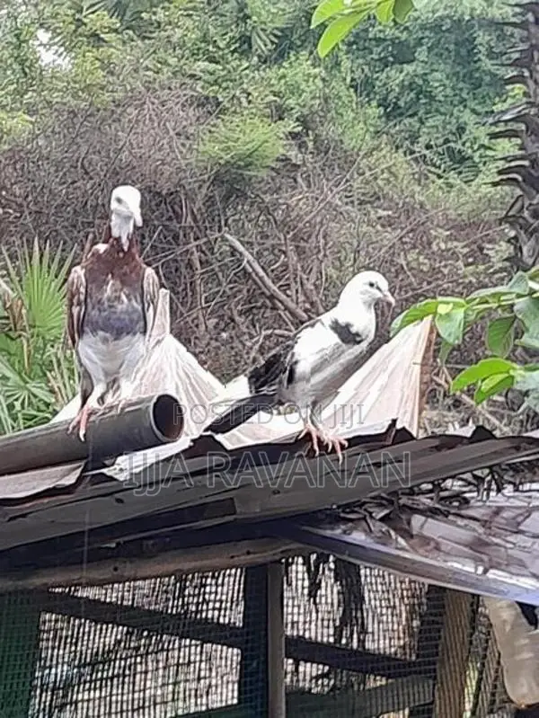 Pigeon