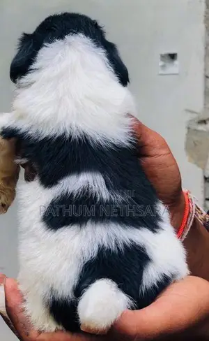 Shih Tzu Puppies