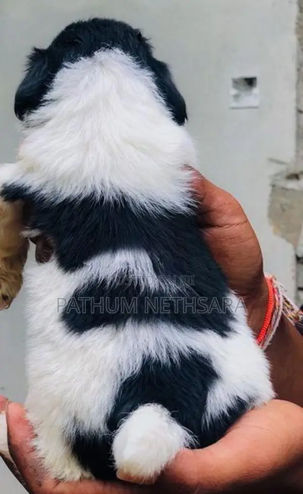 Shih Tzu Puppies