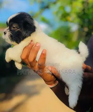 Shih Tzu Puppies