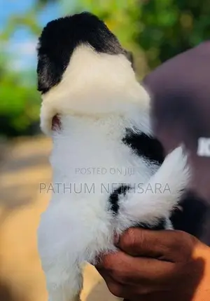 Shih Tzu Puppies