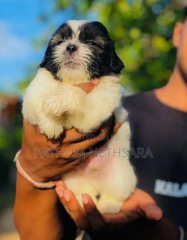 Shih Tzu Puppies