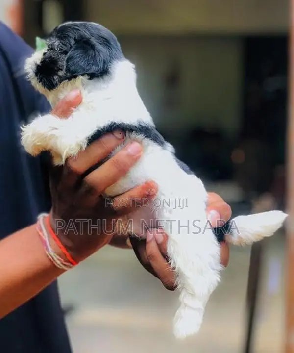 Shih Tzu Puppies
