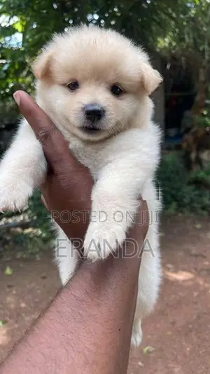 Pomeneriyan Puppies