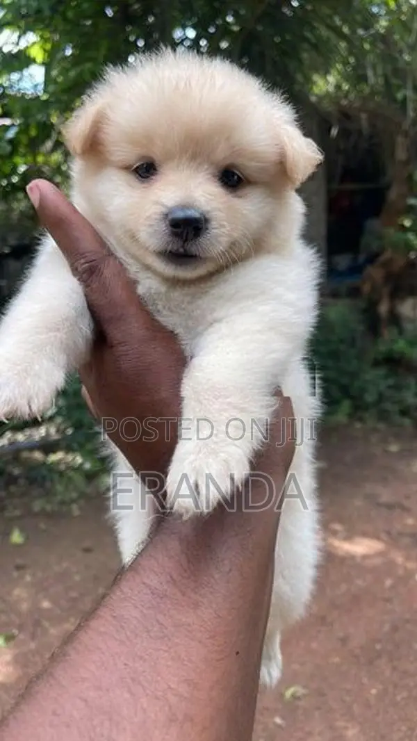 Pomeneriyan Puppies