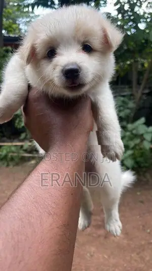 Pomeneriyan Puppies
