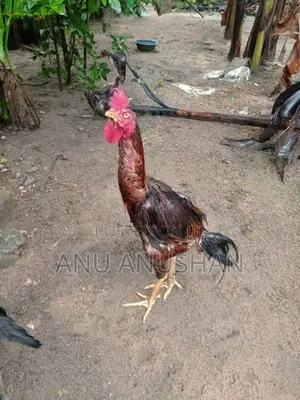 Aseel Rooster